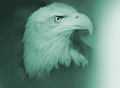 Liz Hartwell Icon